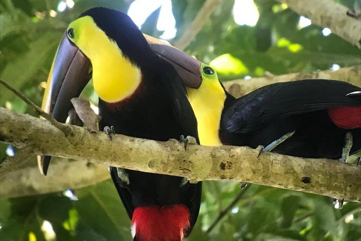 Manuel Antonio National Park: Guided Tour with TICKET INCLUDED - Photo 1 of 23